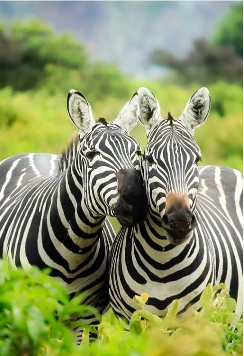 Kenya Safari: An Unforgettable Journey into the Heart of Africa
